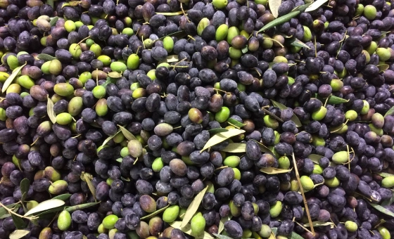 Olives Caillette de Nice AOP à Nice